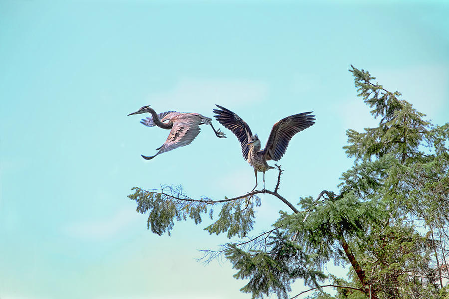 Great Blue Herons - Marital Spat Photograph by Peggy Collins