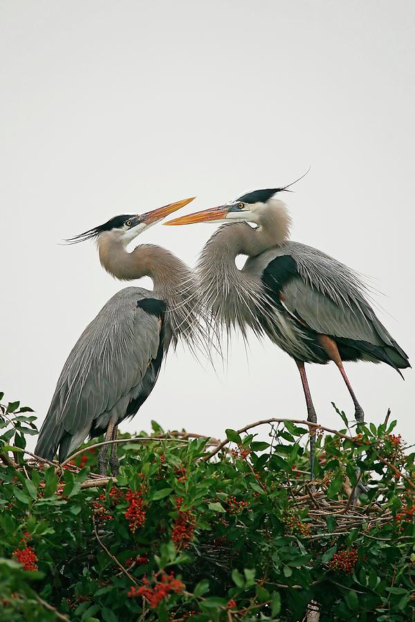 Great Blue Herons Mating Ritual Photograph by Lori A Cash | Fine Art ...