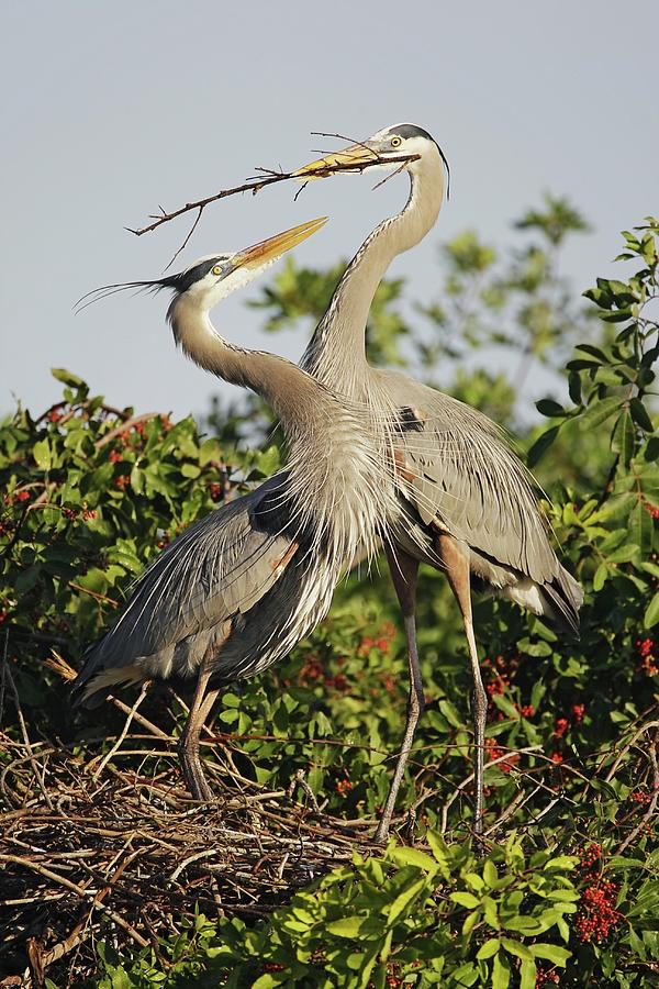 Great Blue Herons Nest Building Photograph By Lori A Cash - Pixels