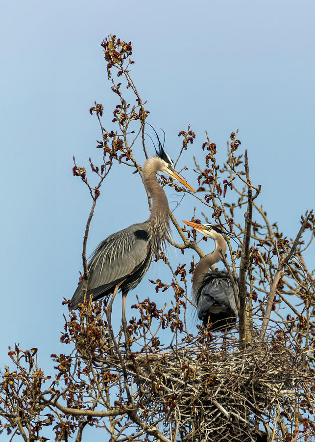 Great Blue Herons - Nest Building Photograph by Patti Deters