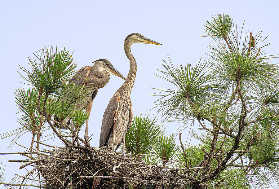 Great Blue Herons on the Nest Photograph by Gordon Ripley