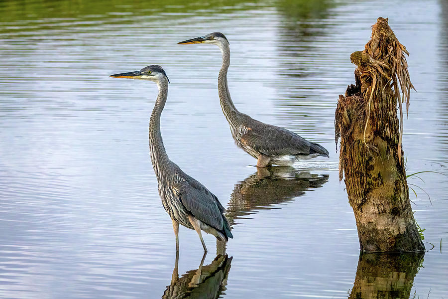 Great Blue Herons Photograph by R Scott Duncan