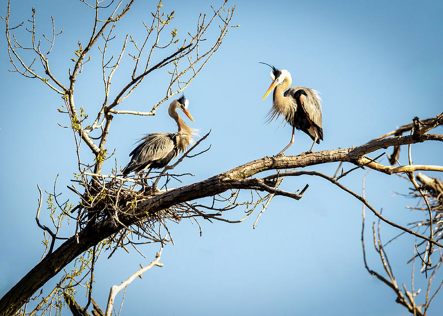Great Blue Herons - Setting up Nest Photograph by Patti Deters