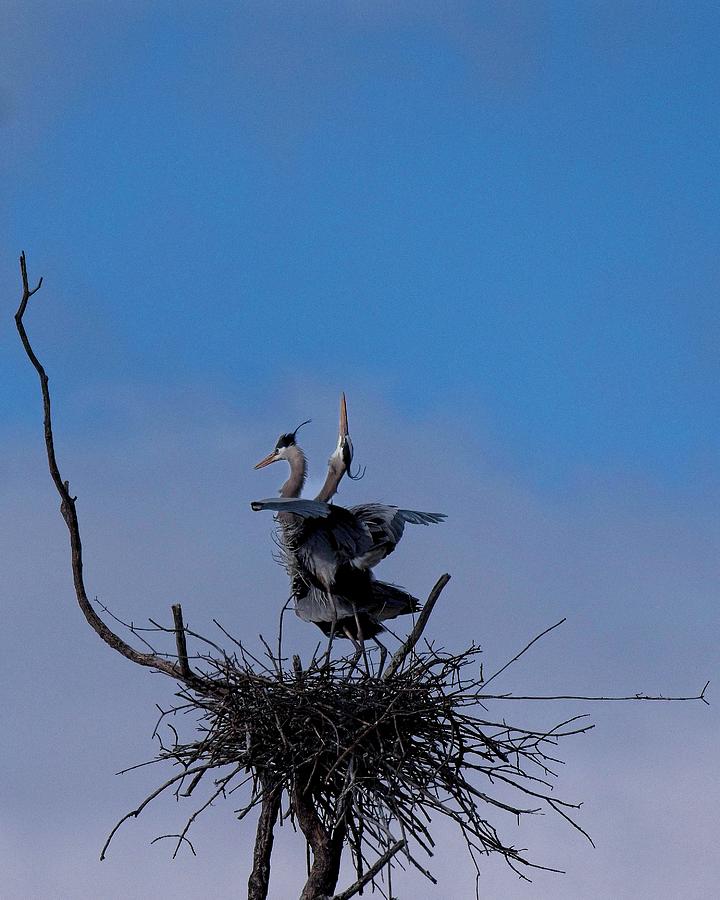 Great Blue Herons, WI 2 Photograph by Steven Ralser