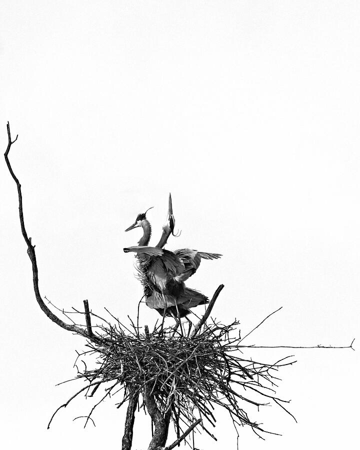 Great Blue Herons, WI 2BW Photograph by Steven Ralser
