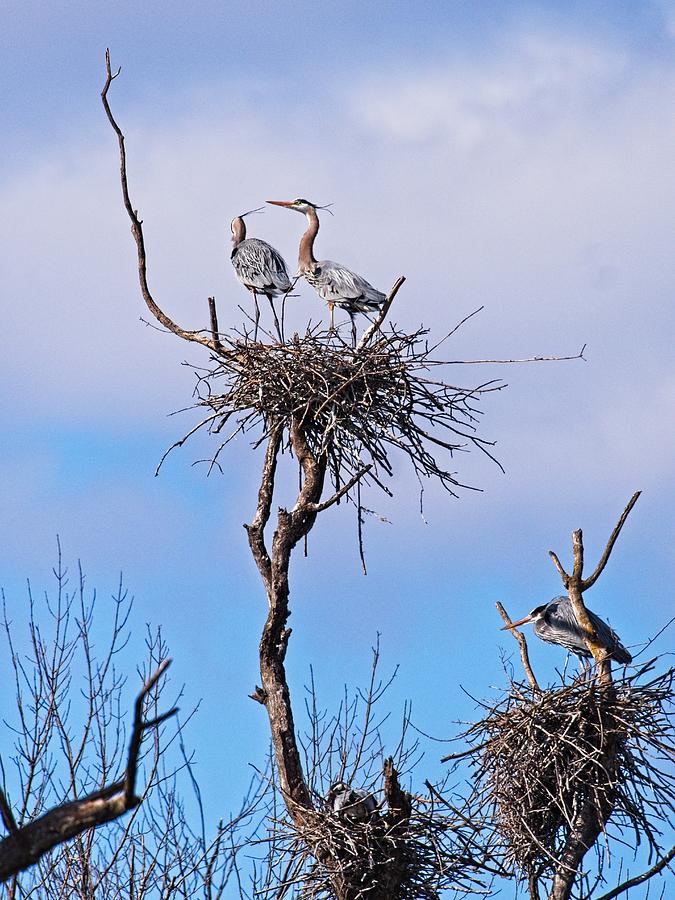 Great Blue Herons, WI 3 Photograph by Steven Ralser