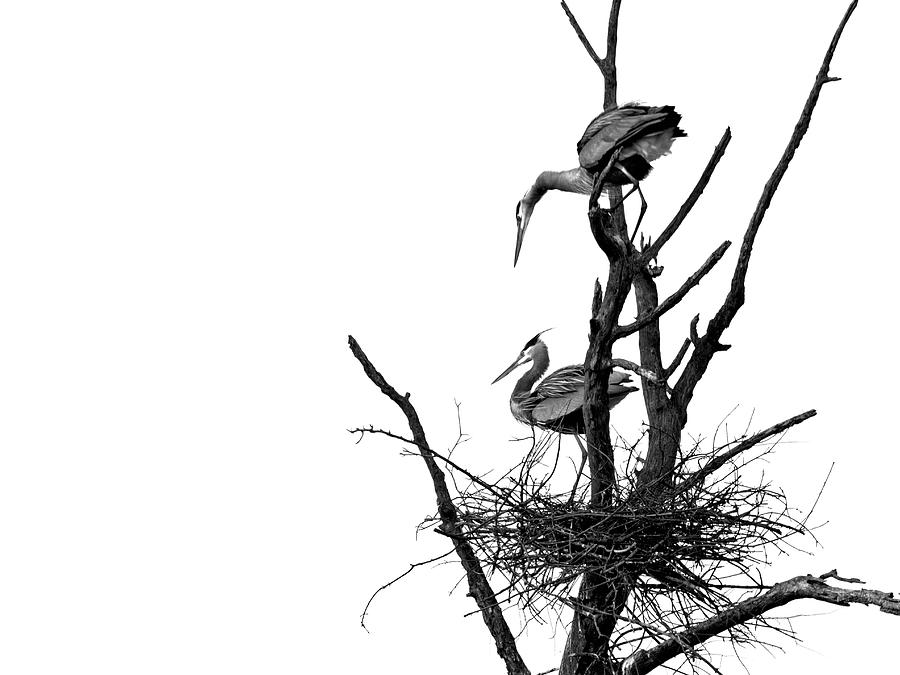 Great Blue Herons, WI 4BW Photograph by Steven Ralser