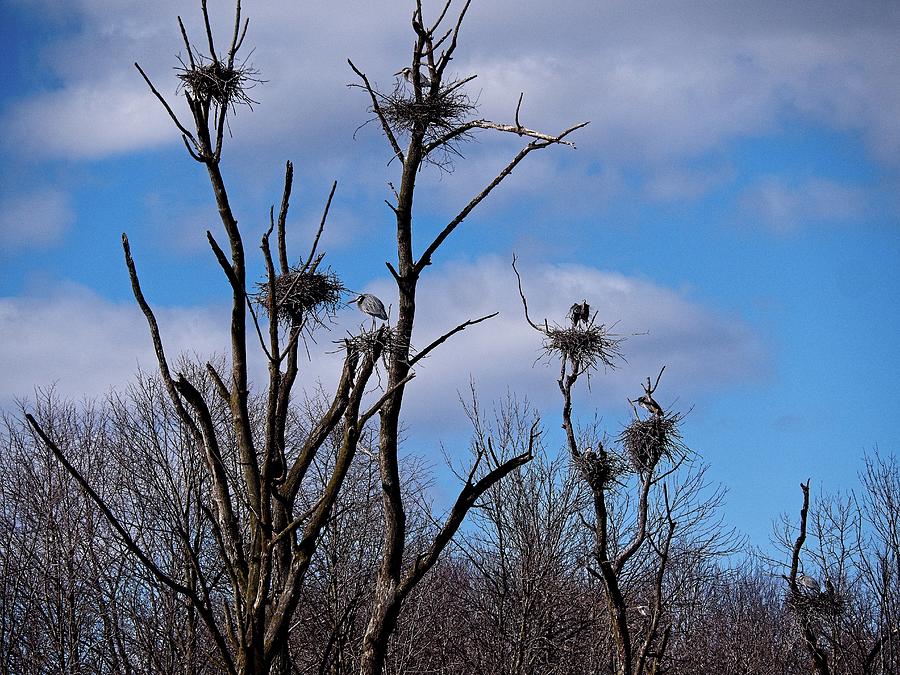 Great Blue Herons, WI Photograph by Steven Ralser