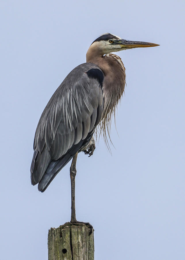 Great Blue Herron Photograph by Mr Other Me Photography DanMcCafferty ...