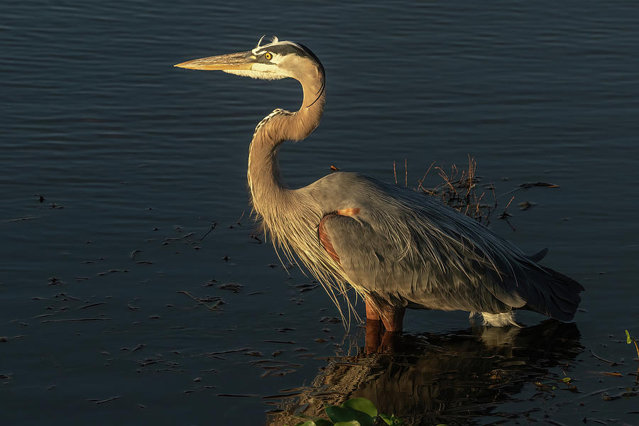 Great Blue in Breeding Plumage Photograph by MaryJane Sesto - Pixels