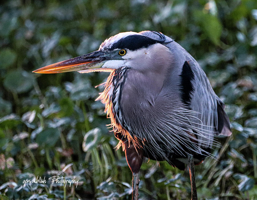 Great Blue in Sun Light Photograph by Geni Cablish - Fine Art America