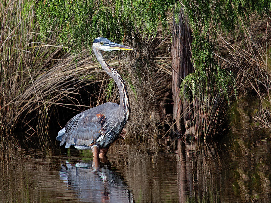 Great Blue in the Marsh Photograph by Gina Fitzhugh