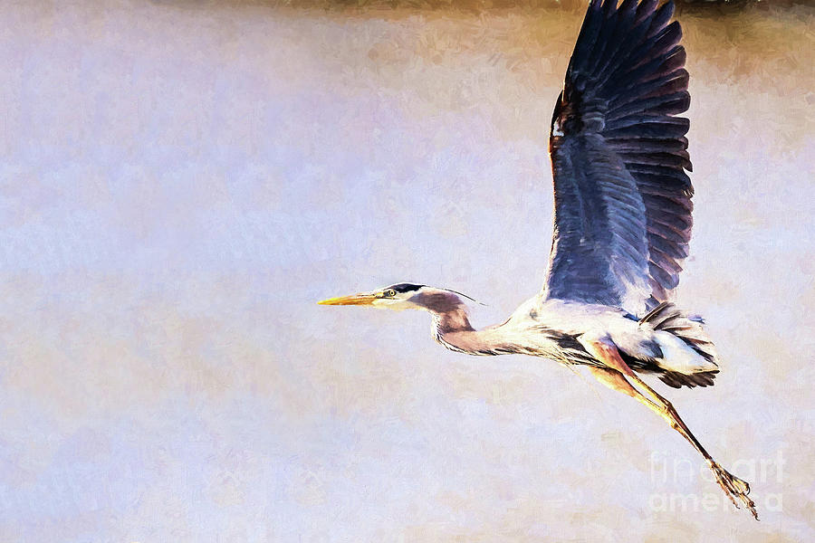 Heron Photograph - Great Blue in the Passing Lane - digital painting by Scott Pellegrin