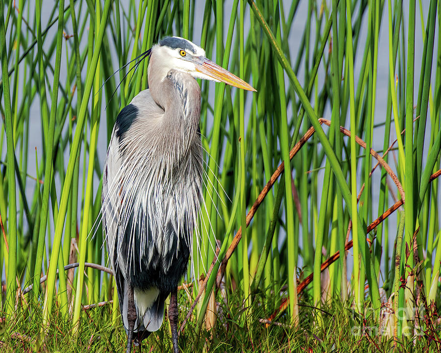 Great Blue Photograph By Jennifer Jenson - Fine Art America