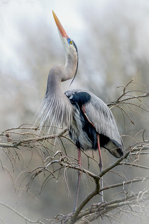 Great Blue Photograph by Jim Miller