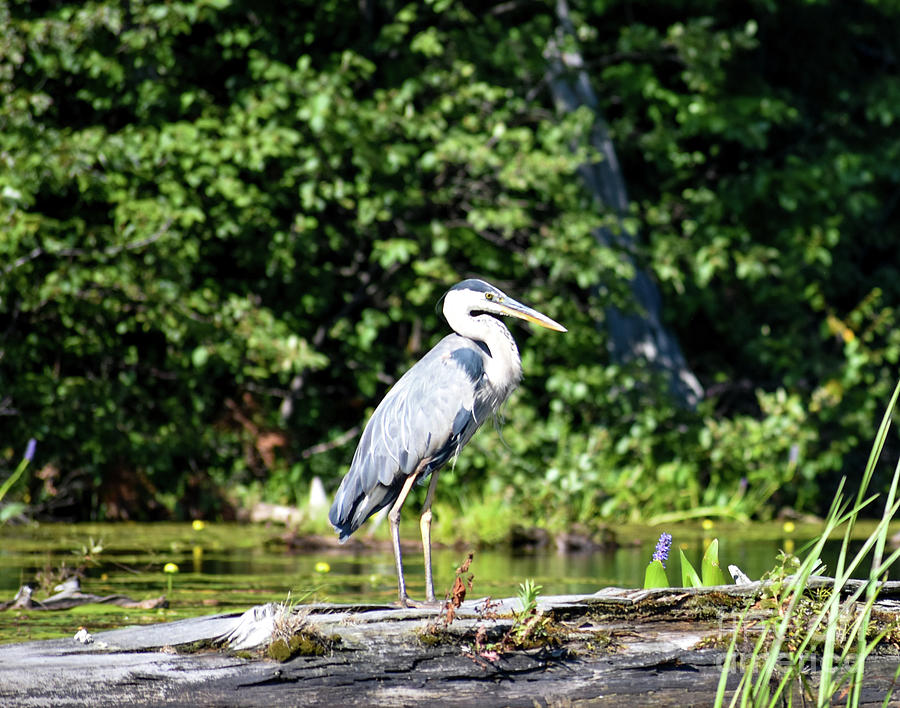 Great Blue Photograph by Lisa King - Fine Art America