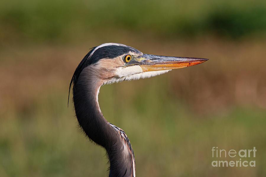 Nature Photograph - Great Blue Profile 6830 by Craig Corwin