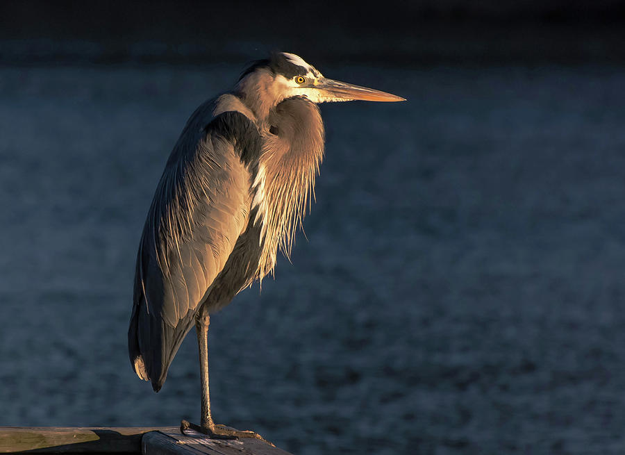 Great Blue Sentinel horizontal Photograph by Rebecca Higgins - Fine Art ...