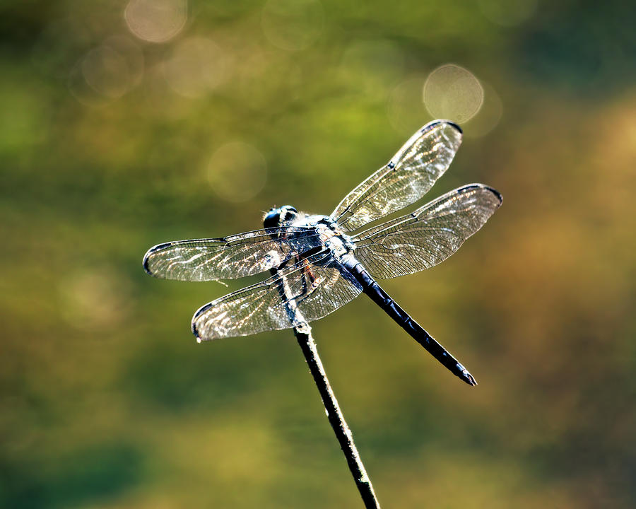 Great Blue Skimmer Close-up Photograph