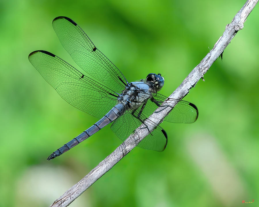 Great Blue Skimmer Dragonfly  DIN0340 Photograph by Gerry Gantt