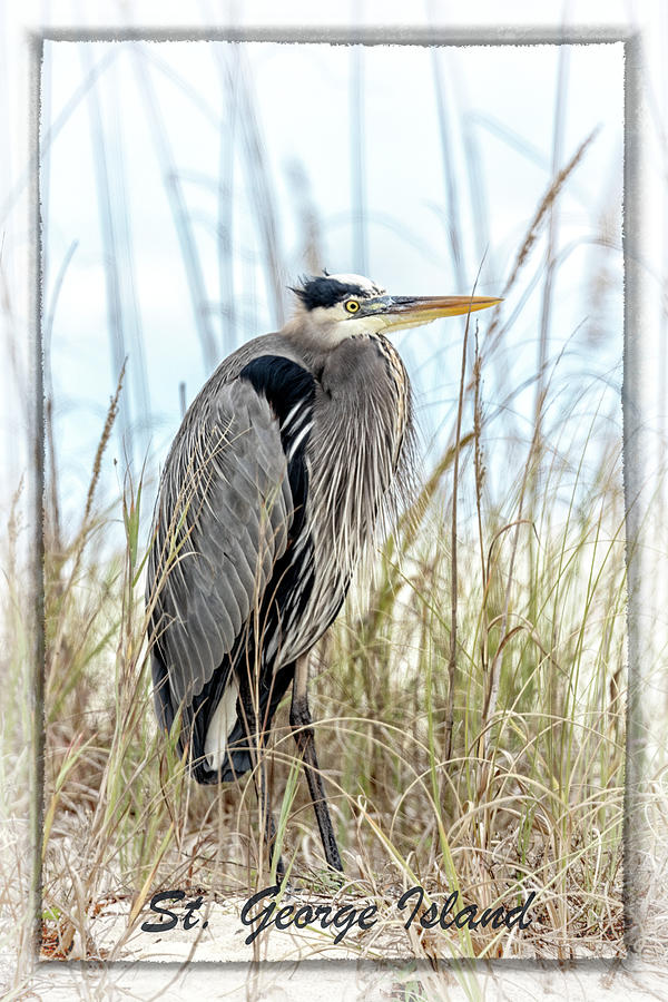 Great Blue St. George Island Photograph by Debby Richards