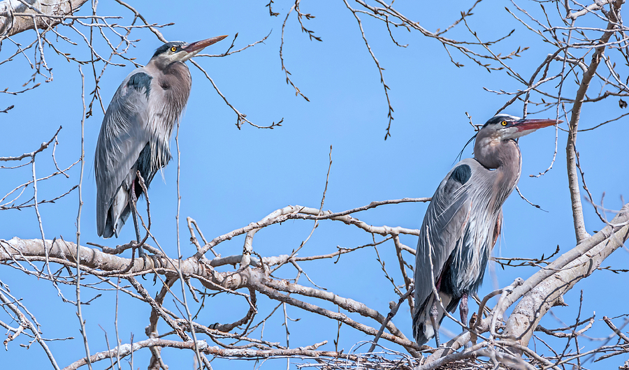 Great Blue Times Two Photograph by Loree Johnson