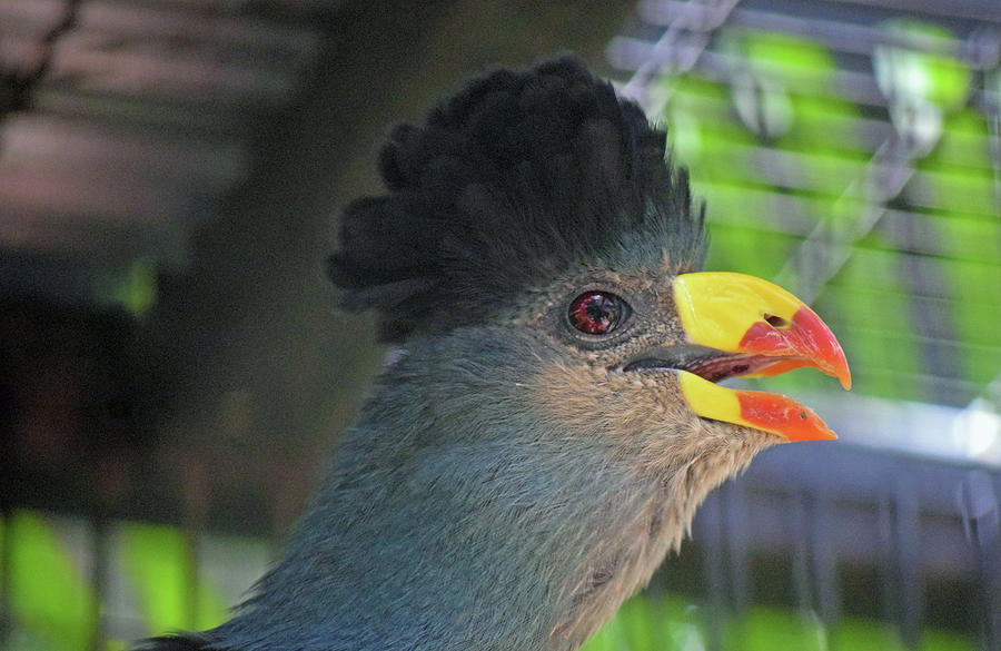 Great Blue Turaco Photograph by Larah McElroy