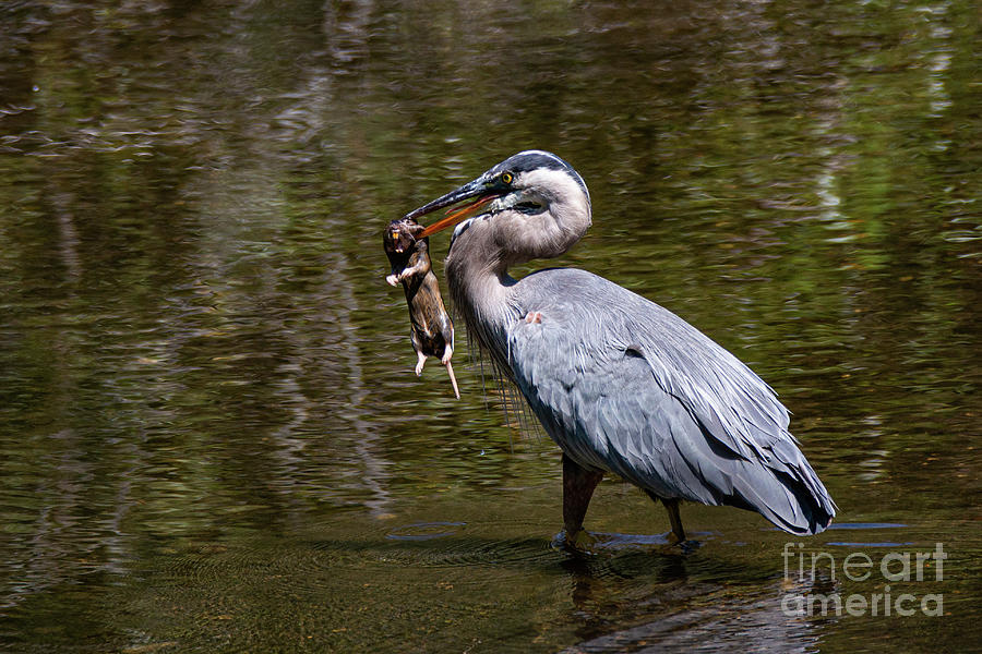 Heron Photograph - Great Blue With Gopher 3520  by Craig Corwin