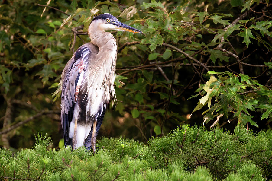 Great Blueu Heron Photograph by Deborah Scannell