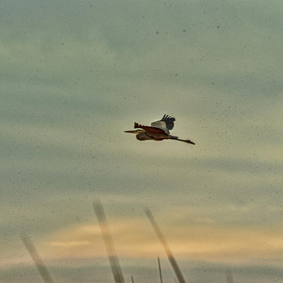 Great Bluie Flying   Photograph by Daniel Hebard