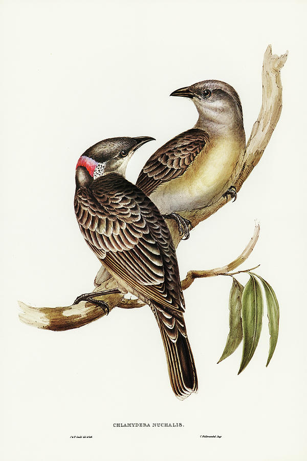 John Gould Drawing - Great Bower Bird, Chlamydera nuchalis by John Gould