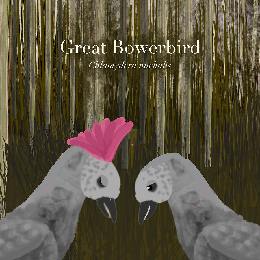 Great Bowerbird pair Digital Art by Donna Huntriss
