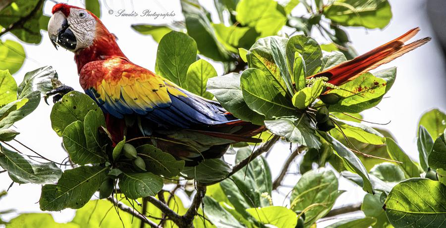 Great Camo Photograph by Coy Pearson - Pixels