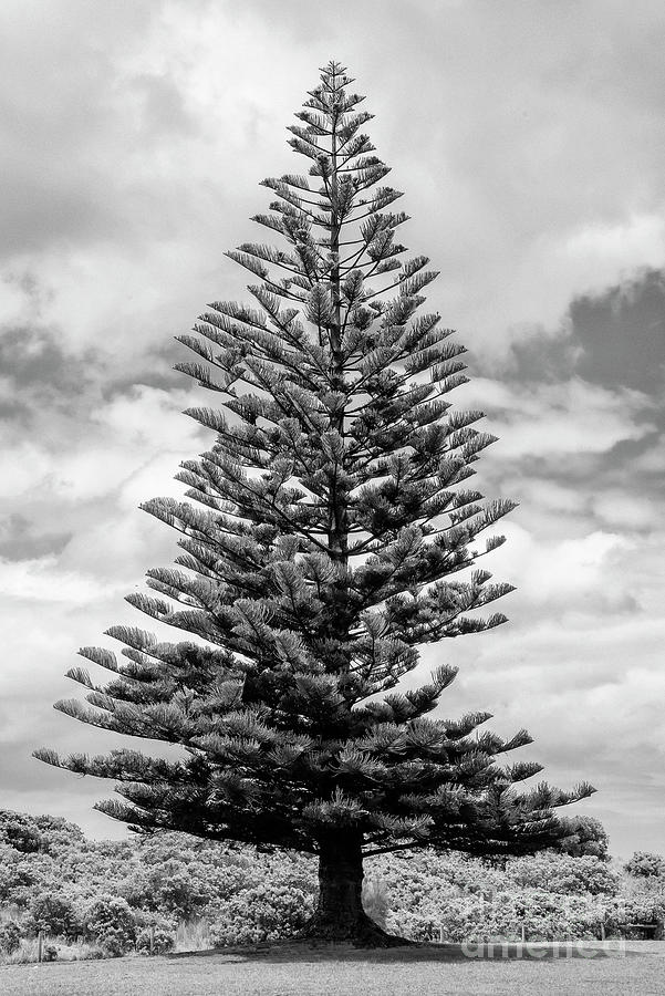 Great Christmas Tree 2 Photograph by Bob Phillips
