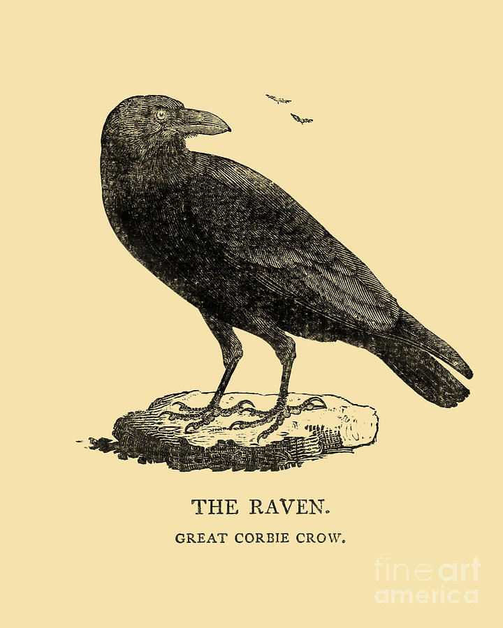 Raven Digital Art - Great Corbie Crow by Madame Memento