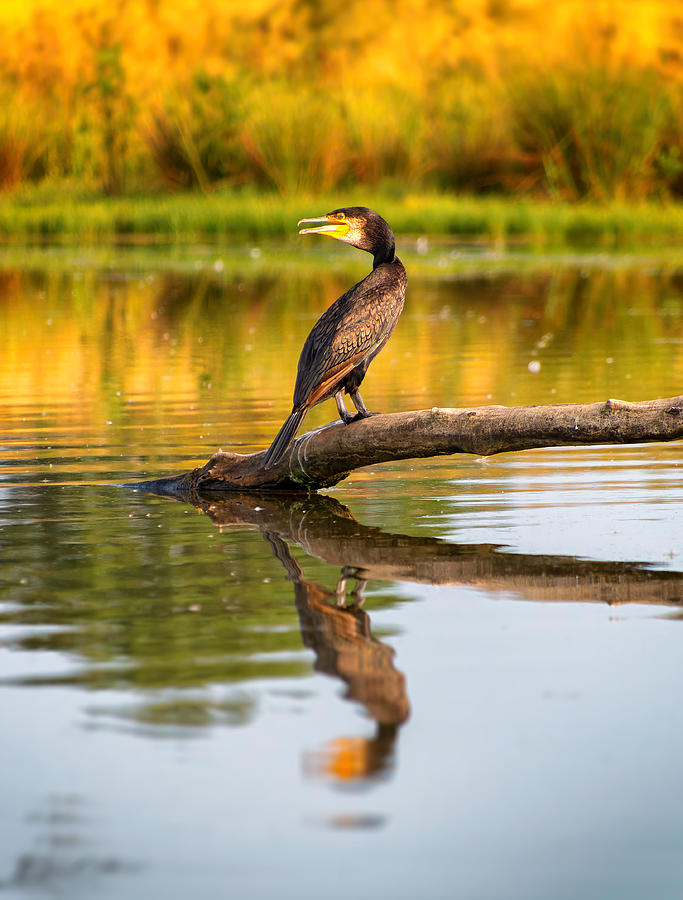 Great Cormorant # Photograph by Jaroslav Buna