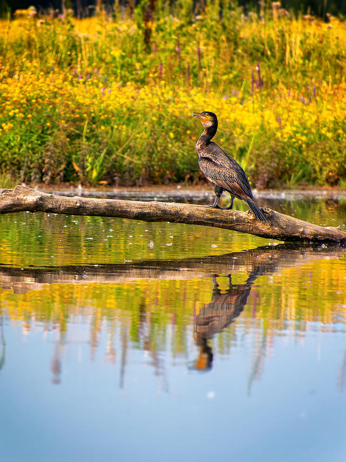 Great Cormorant #3 Photograph by Jaroslav Buna