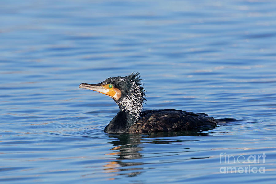 Great Cormorant at Sea Photograph by Arterra Picture Library