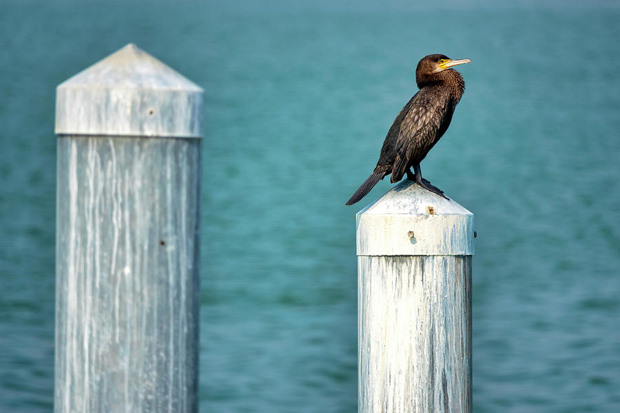 Great cormorant Photograph by Fabrizio Troiani