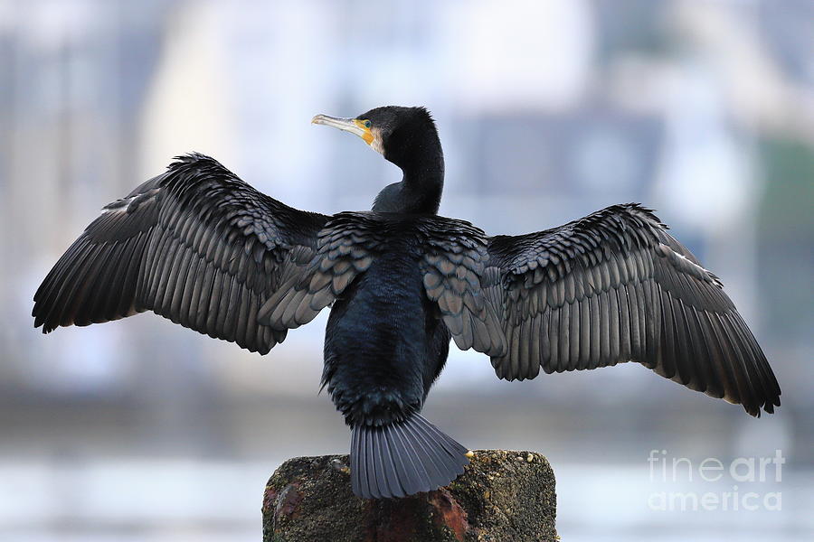 Great cormorant Photograph by Frederic Bourrigaud