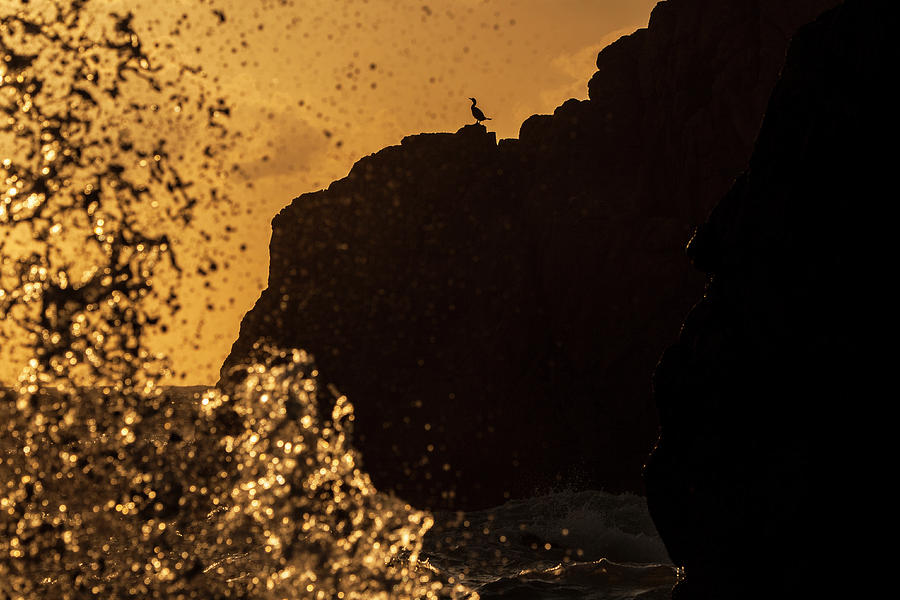 Great Cormorant on a rock Photograph by Ruben Vicente