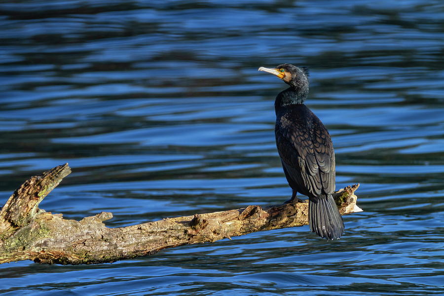 Great cormorant, Phalacrocorax carbo, standing peacefully on a branch Photograph by Elenarts - Elena Duvernay photo