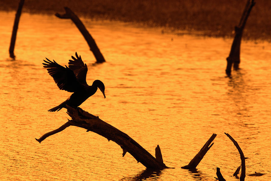 Great Cormorant Silhouette at Sunset Photograph by Arterra Picture Library