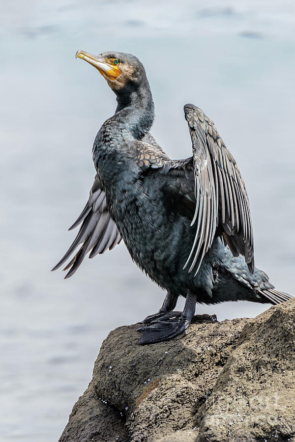 Great Cormorant Photograph by Werner Padarin
