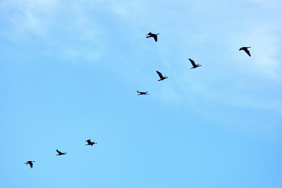 Great Cormorants and the blue sky Photograph by Jouko Lehto