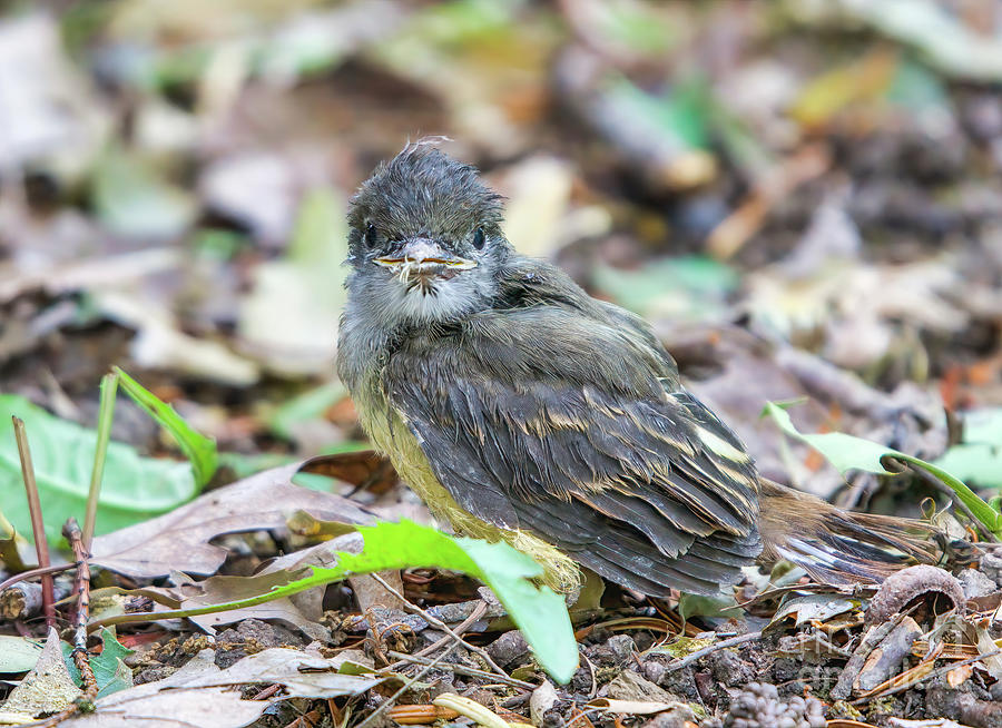Great Crested Flycatcher Baby Just Left Nest Photograph by Charline Xia