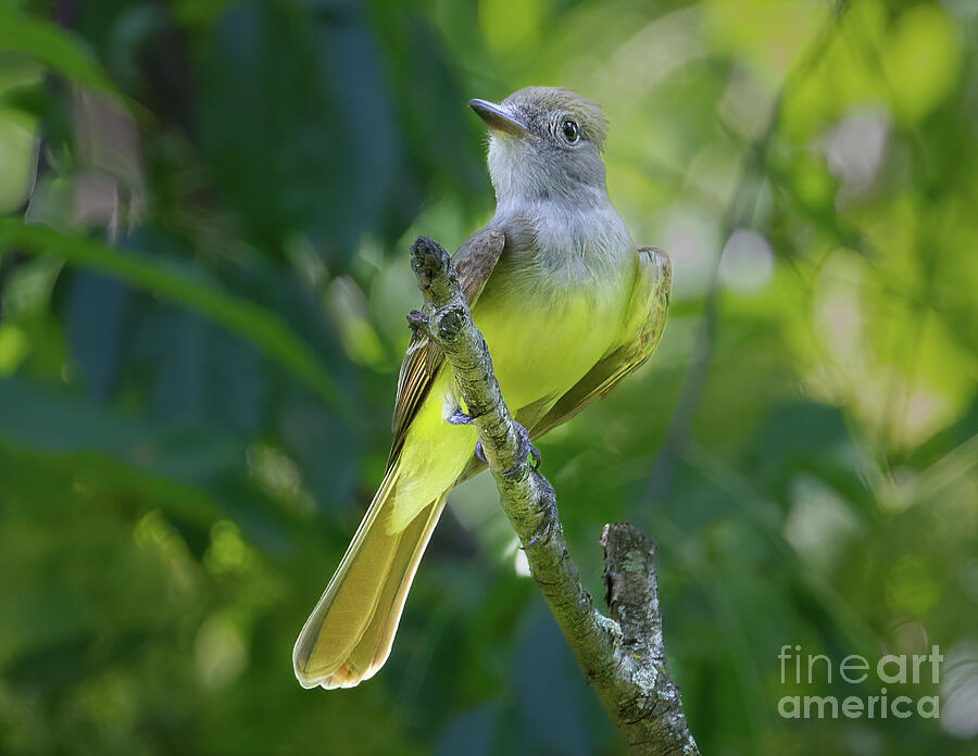 Great Crested Flycatcher Photograph by Chris Scroggins