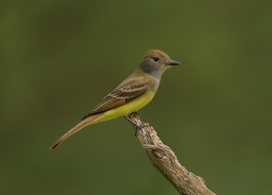 Great-crested flycatcher, North Carolina National Forest Photograph by Eric Abernethy