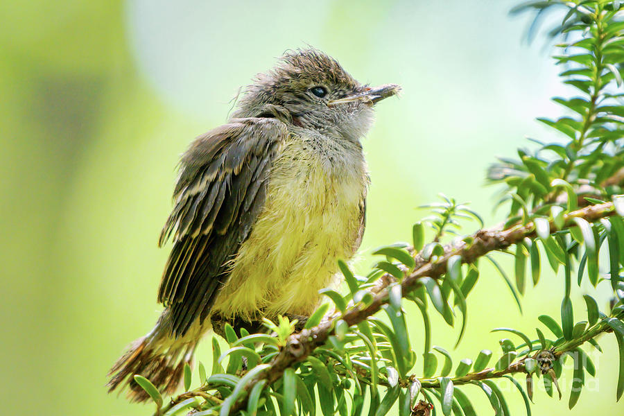 Great Crested Flycatcher Fledgling Photograph by Charline Xia