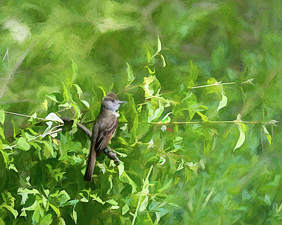 Great Crested Flycatcher Painterly Photograph by Debra Martz